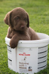 reclame Borre/Boaz